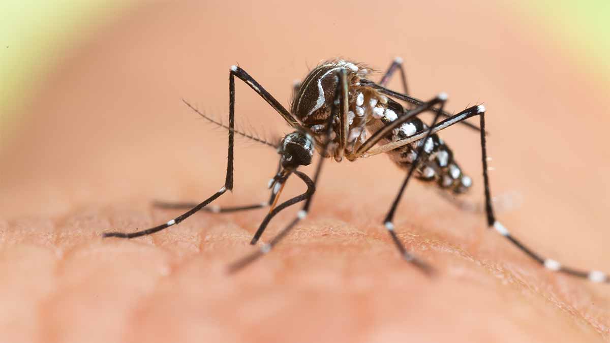 Climate change fuelling mosquito-borne diseases in Europe